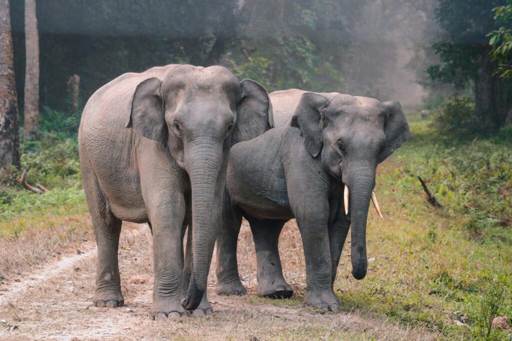 Gorumara Jungle Safari