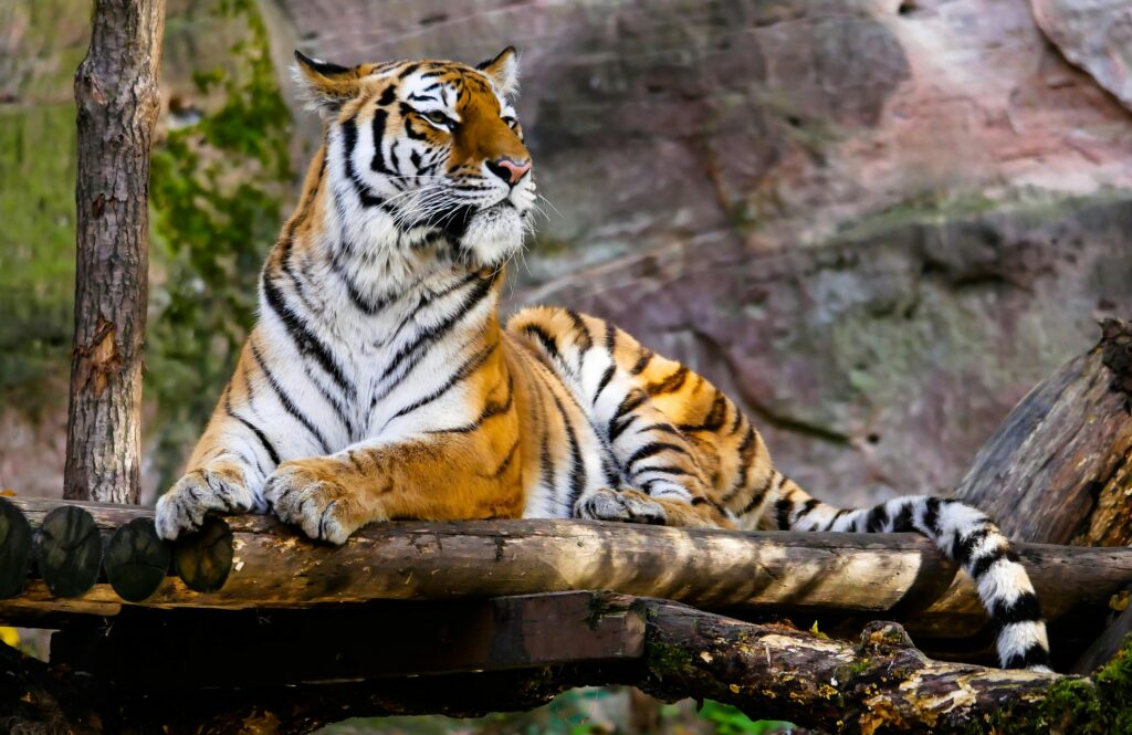 Bengal Safari