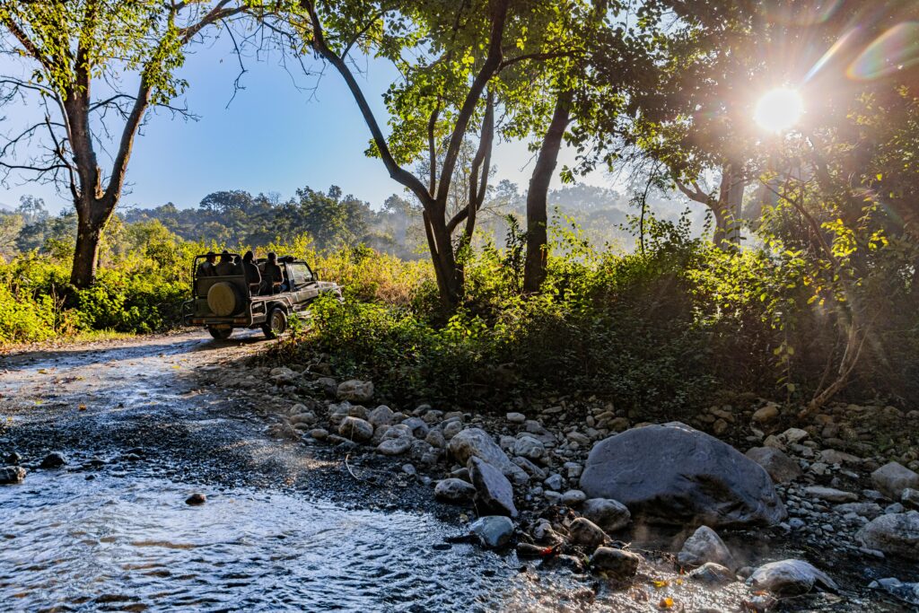 Gorumara Jungle Safari